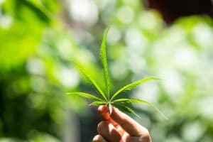 feuille-medicament-marijuana-dans-main-parcelles-culture-cannabis-lumiere-du-soleil-medecine-alternative-base-plantes-concept-huile-cbd
